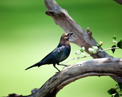 Brown Headed Cowbird