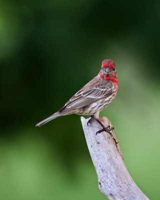 House Finch-Male