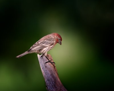 House Finch-Male