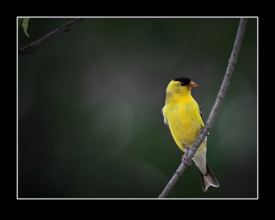 American Goldfinch-Male