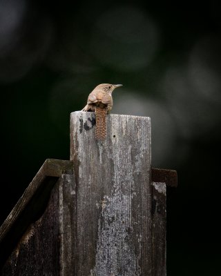 HOUSE WREN