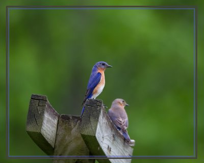 Eastern Bluebirds-Male and Female