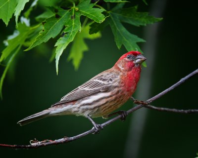 House Finch-Male