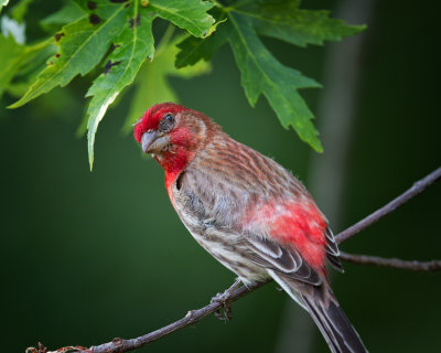 House Finch-Male