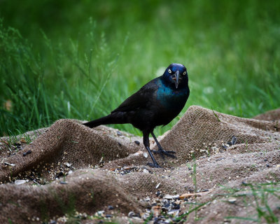 Nasty Grackle