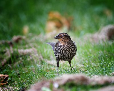 Red-Winged Blackbird-Female