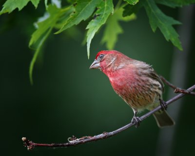 House Finch