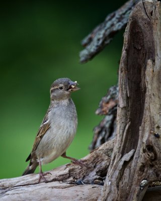 House Sparrow-Female