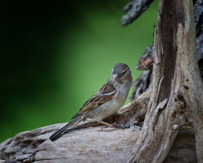 House Sparrow-Female