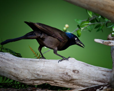 El Grackle