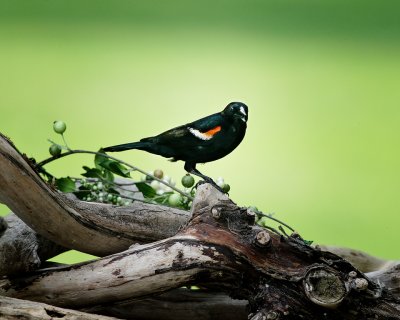 Red-Winged Blackbird