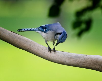 Blue Jay