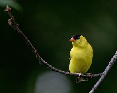 American goldfinch-Male
