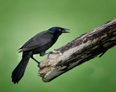 Grackle