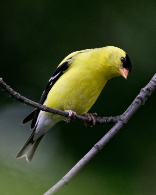 American Goldfinch-Male