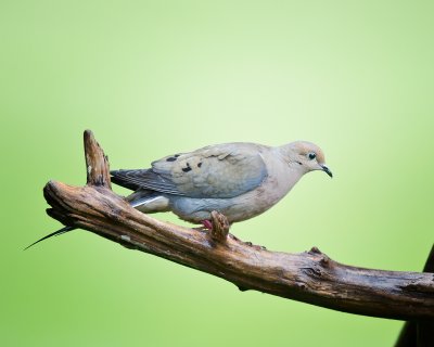 MOURNING   DOVE