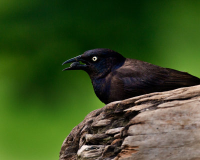 Grackle