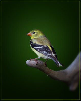 American Goldfinch-Female