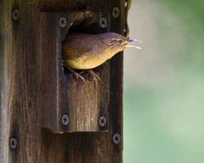 WREN