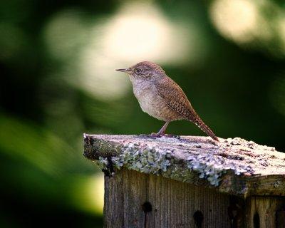 WREN