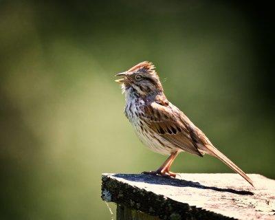 Song sparrow