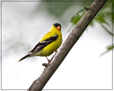 American Goldfinch