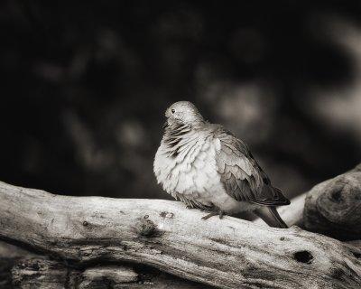 Mourning Dove