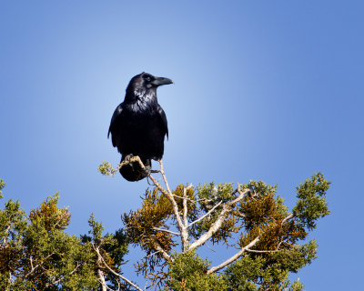 Common Raven