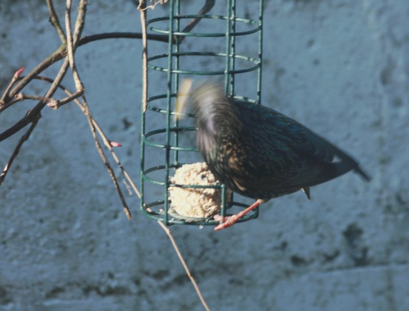  fuzzy starling 
outside the (closed) kitchen window