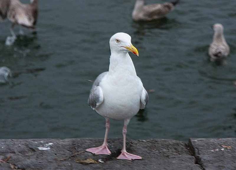  Galway 

 Mr.Seagull