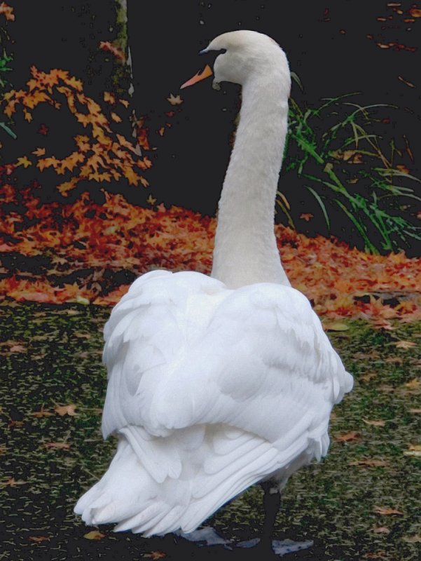 
local Swan