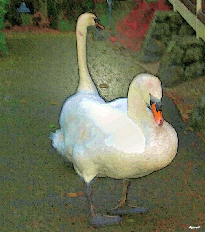 local swans