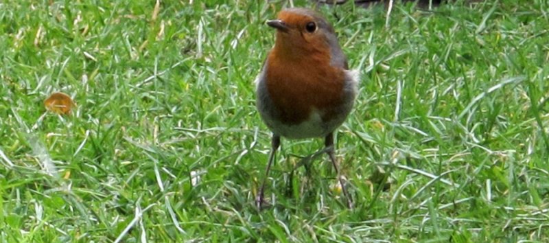  Red Robin in the back garden