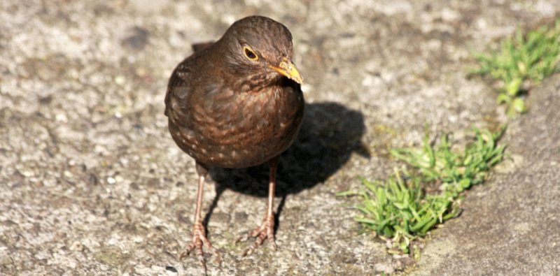 thrush
 on the ground outside 
