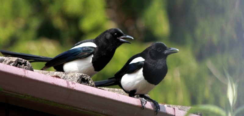  two Magpies  on the roof