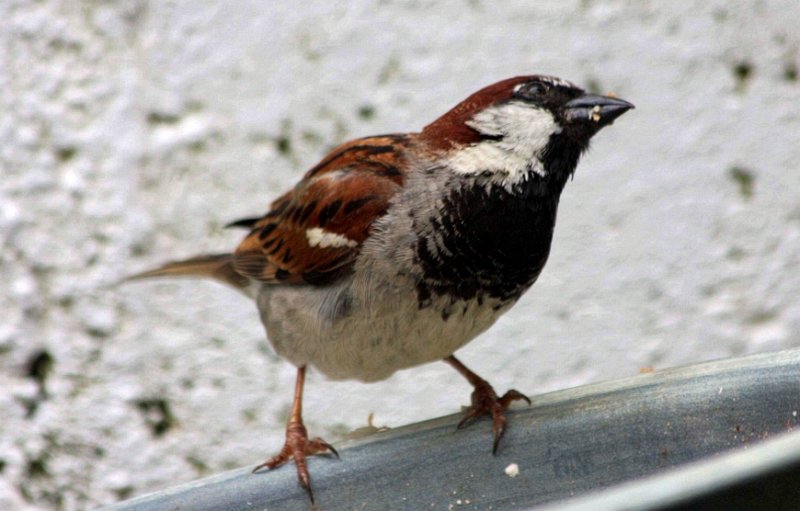   sparrow listening
