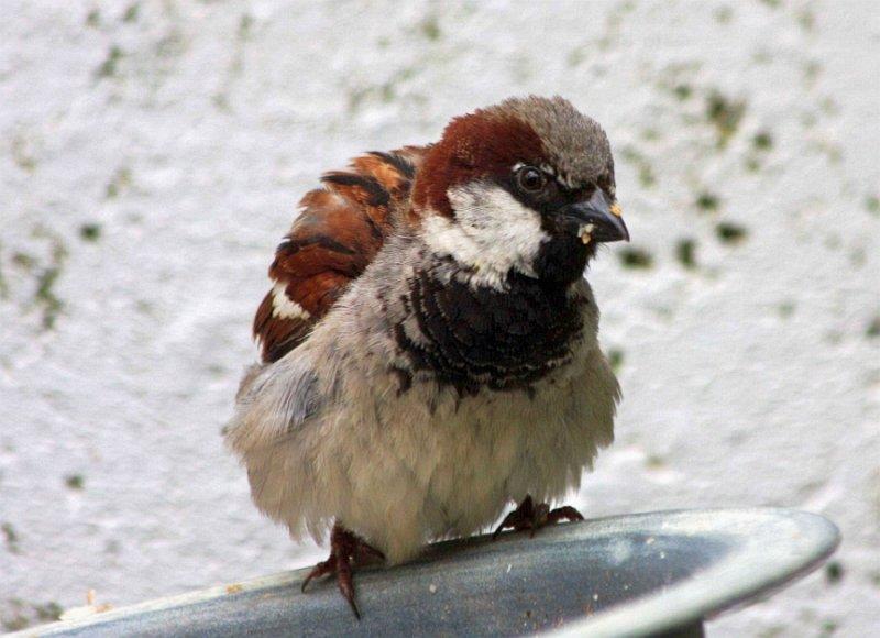 sparrow fluffed up