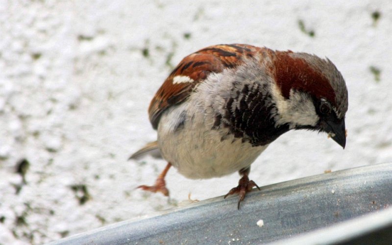 
Sparrows
 outside the closed kitchen window >>>

