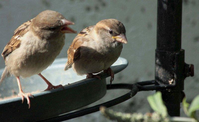   sparrows debating