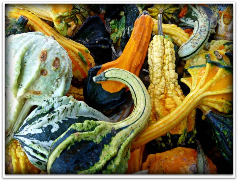 sparta gourds.jpg