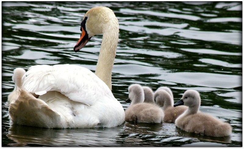 swan mom and babies.jpg