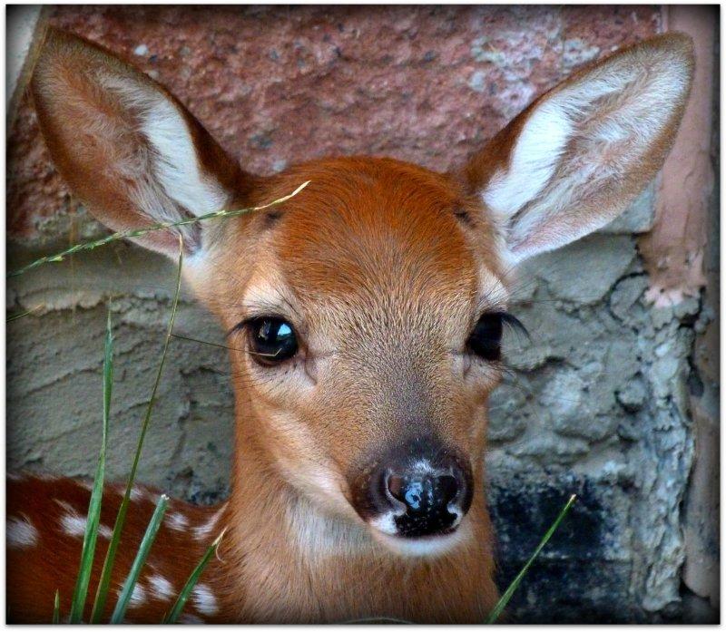 motherless fawn.jpg