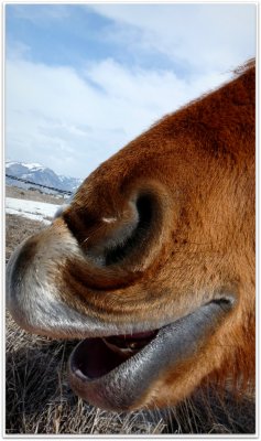 horse nose