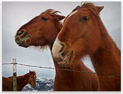 windy day horsies.