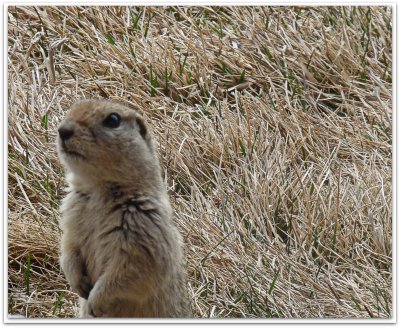 mr gopher