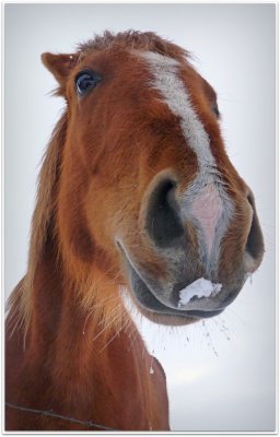 my pretty boy's spring snow moustache