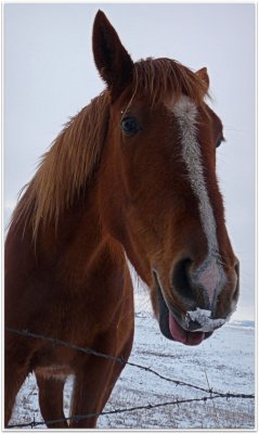 tongue and snow