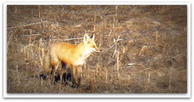 foxy loxy on the run