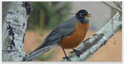 early spring robin.