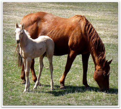 mother and foal portrait.